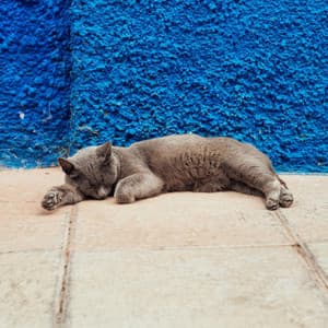 Capítulo 63 - Cómo Dormir Mejor (y Aprender Español Mientras lo Intentas) | Pódcast relajante en español