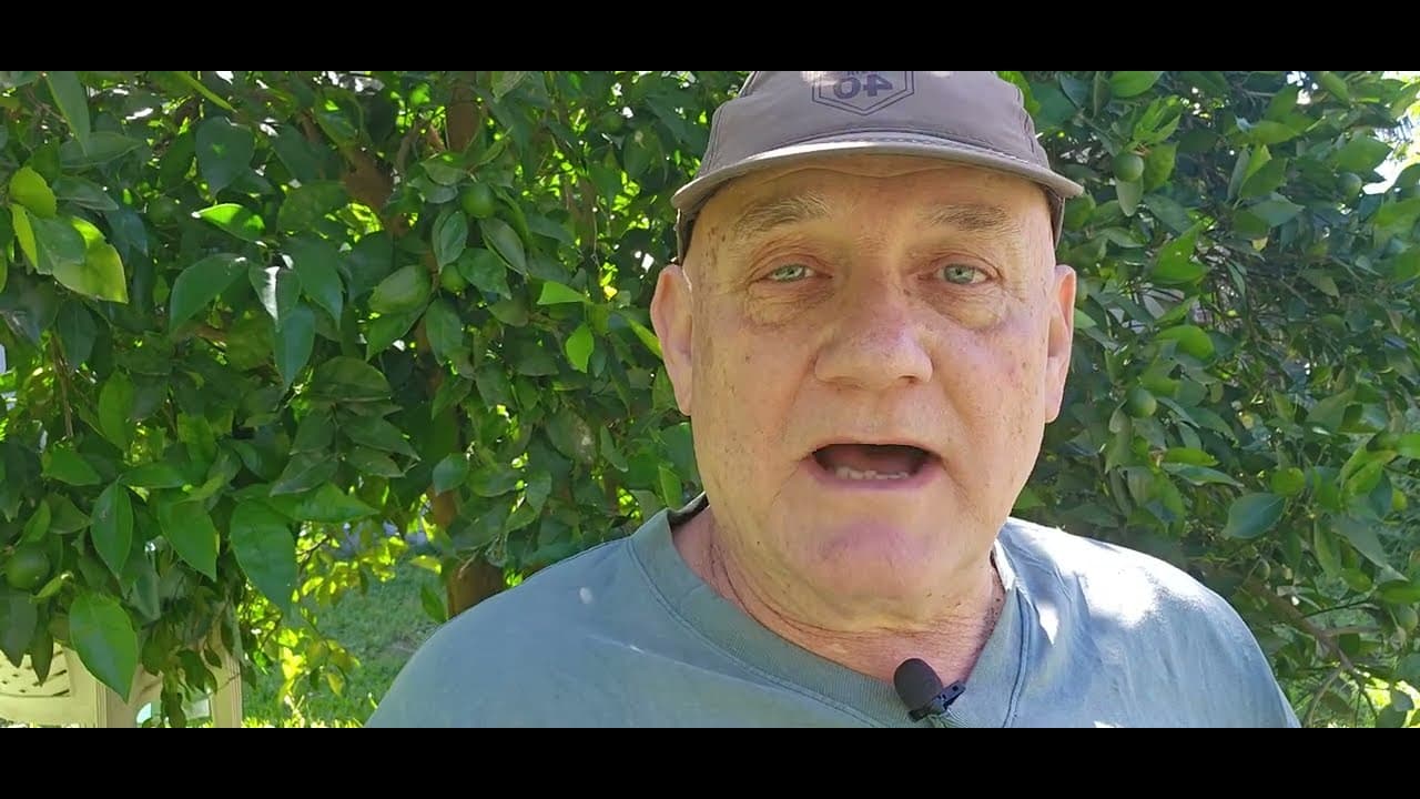 Un Argentino mirando Sumo - Spanish Comprehensible Input