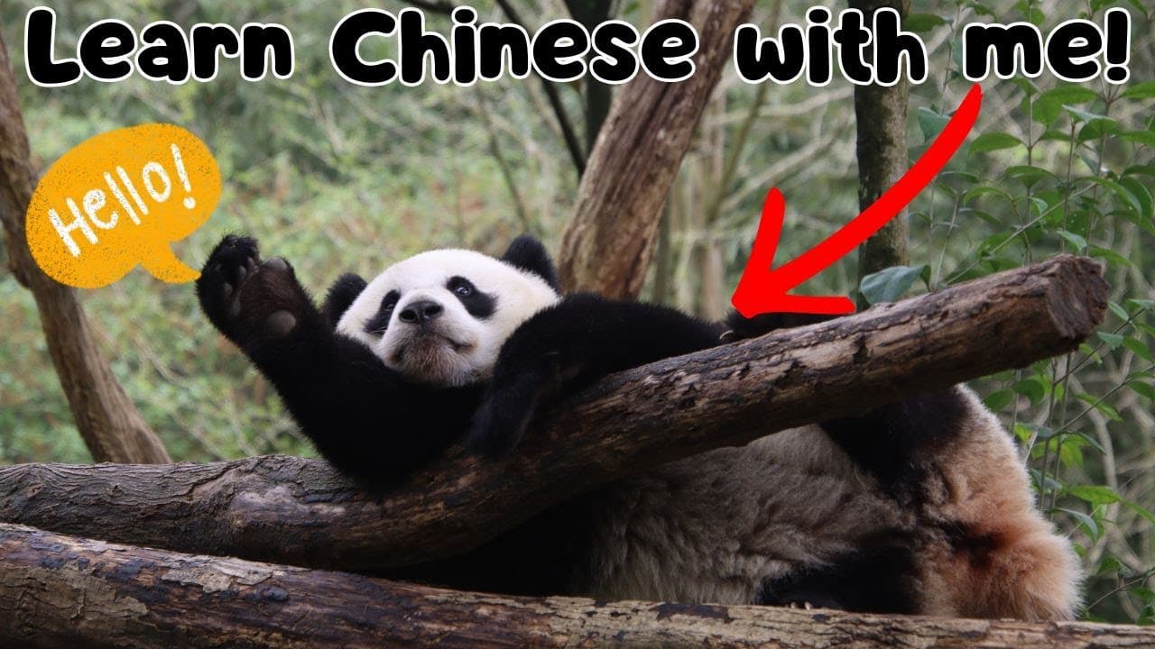 Fun facts about pandas! | Comprehensible input | Low intermediate