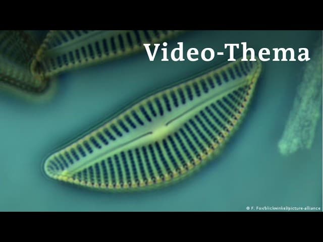Deutsch lernen mit Videos | Algentest statt Tierversuch | mit deutschen Untertiteln