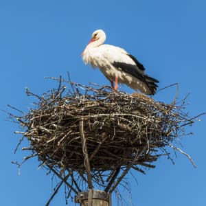 CAPÍTULO 105 - CÁCERES - Queso, conquistadores y muchas, muchas aves - B1 - B2