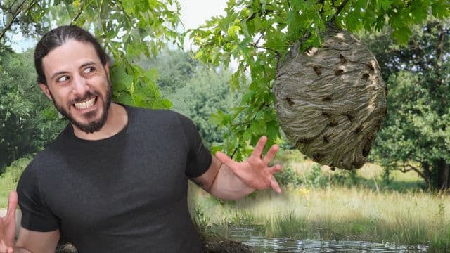 That time I used an army of wasps