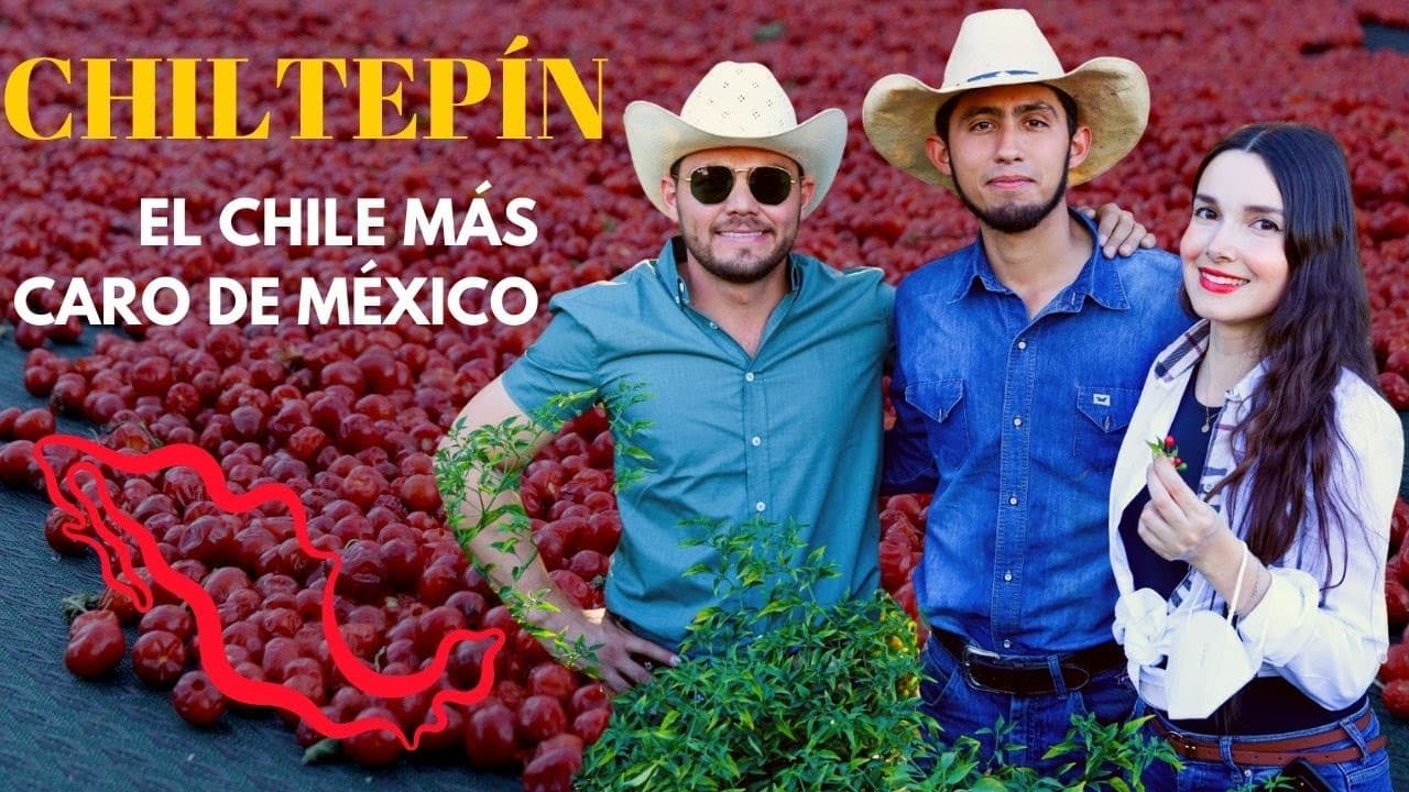 Chiltepín: el ORO ROJO de Sonora ¡¡El chile más caro y uno de los más picantes!! | Es con Acento |