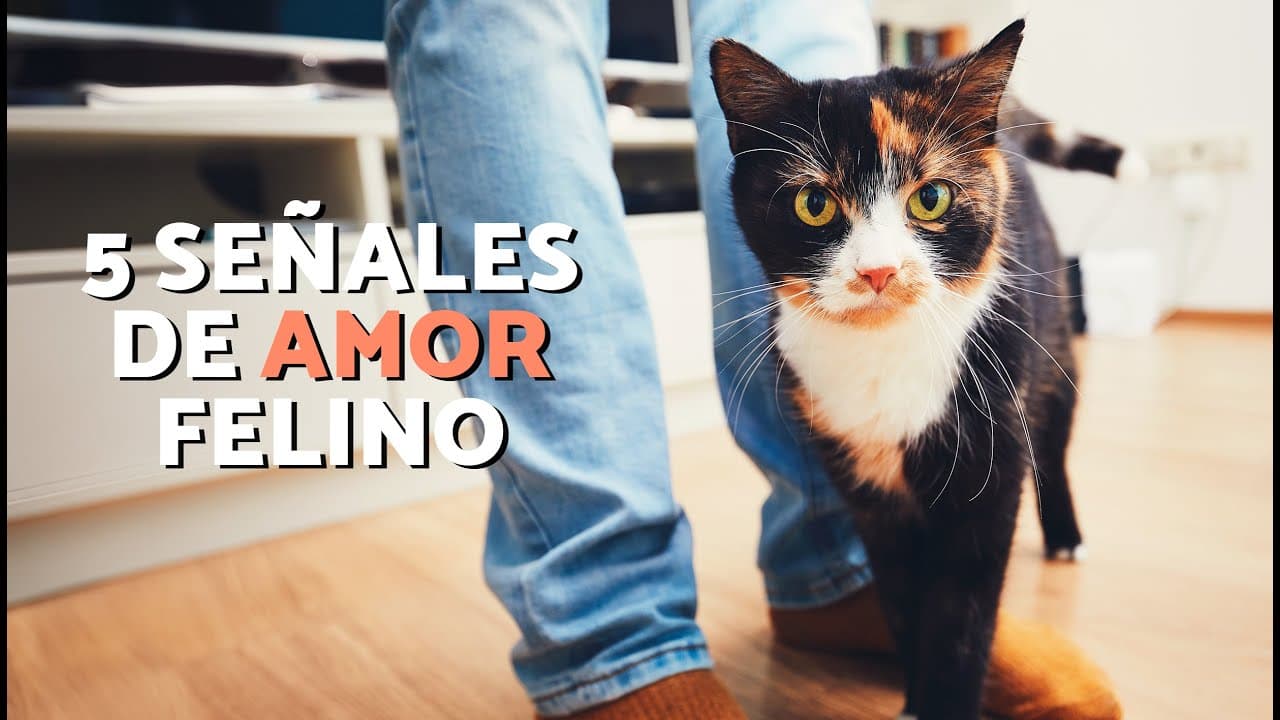 No es instinto, es AMOR: 5 cosas que tu gato te hace solo porque TE QUIERE (aunque no lo parezca)🐱❤️