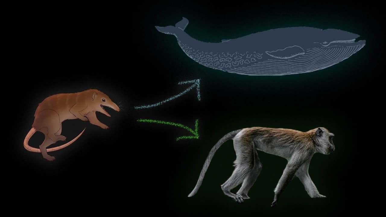 ¿Cómo evolucionaron los animales actuales?
