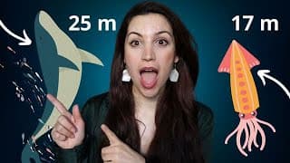 What's Longer? - Superbeginner Spanish