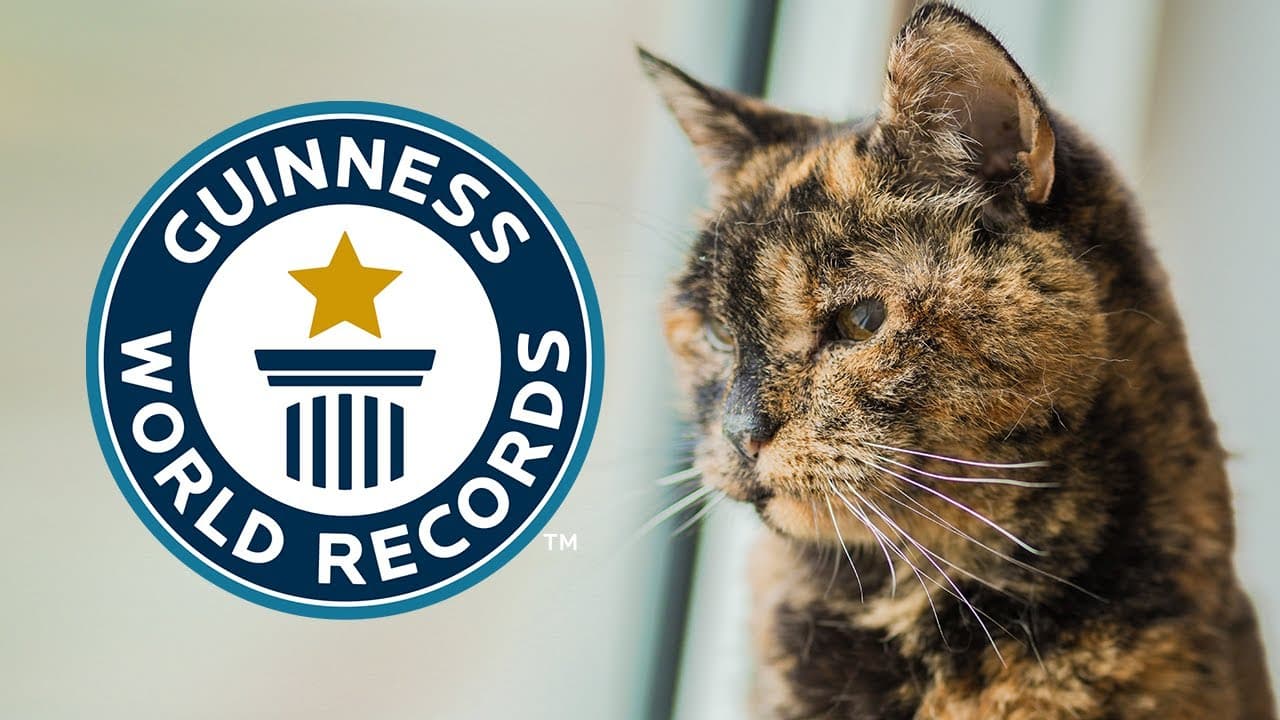 Oldest Living Cat - Guinness World Records