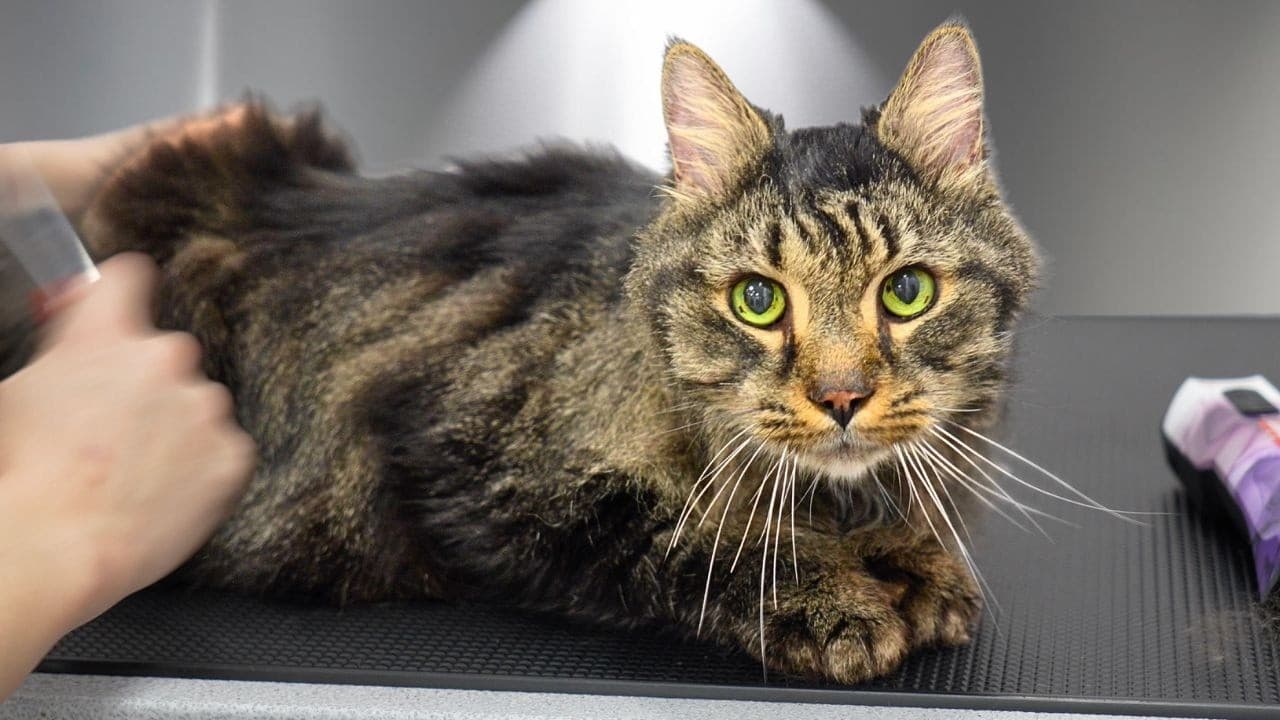 The Best Cat Ever on This Channel (Made Biscuits & Purred Entire Groom) 🥹❤️