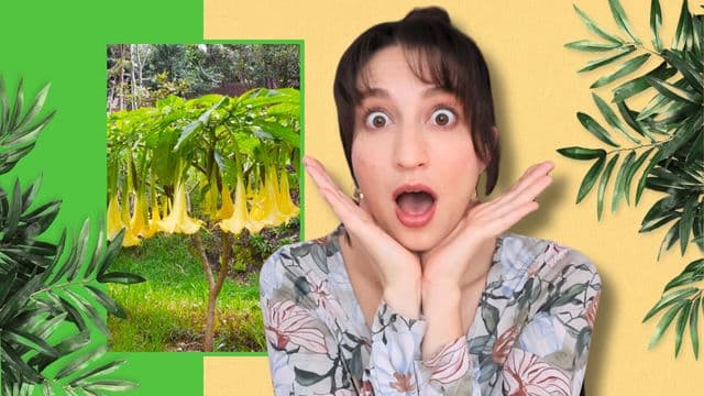 Borrachero: The Sacred Plant with Healing Powers and a Dark Side