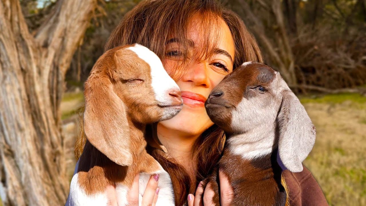 meet the 2 new baby goats