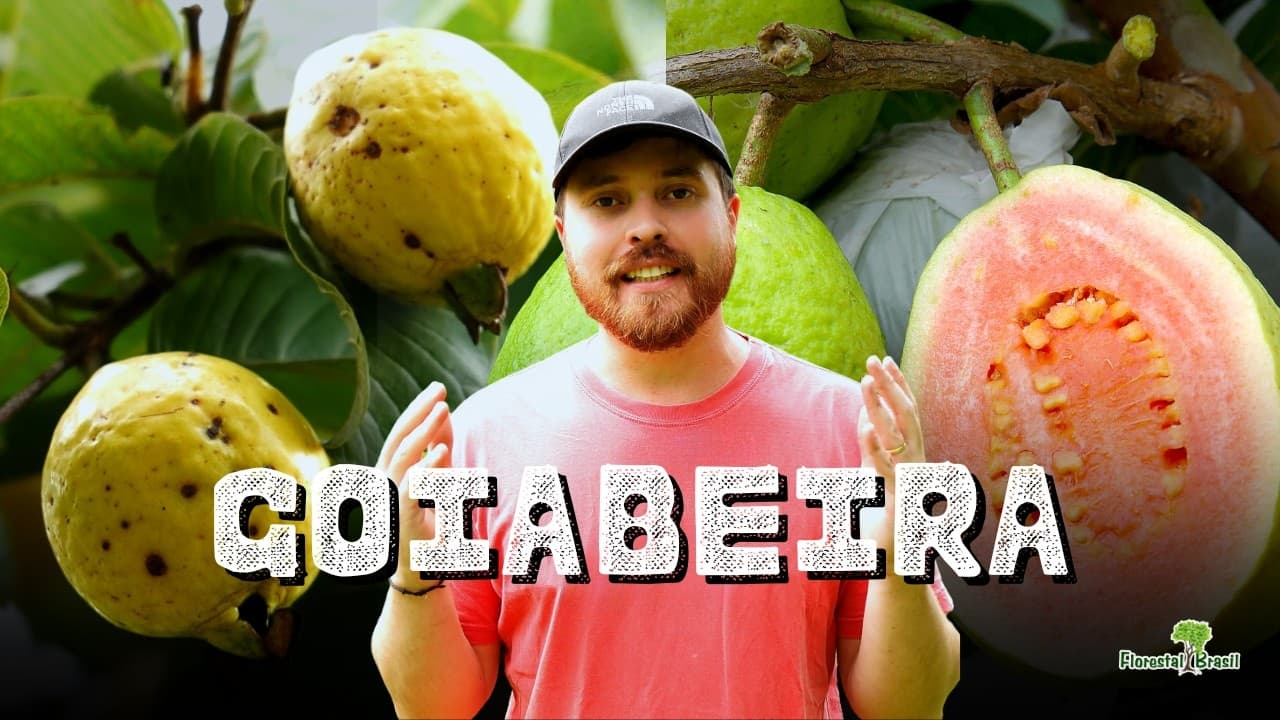 A Goiabeira NÃO é Nativa? Por que ela é considerada uma Espécie INVASORA