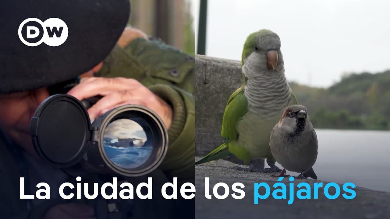 Avistamiento de aves en Buenos Aires