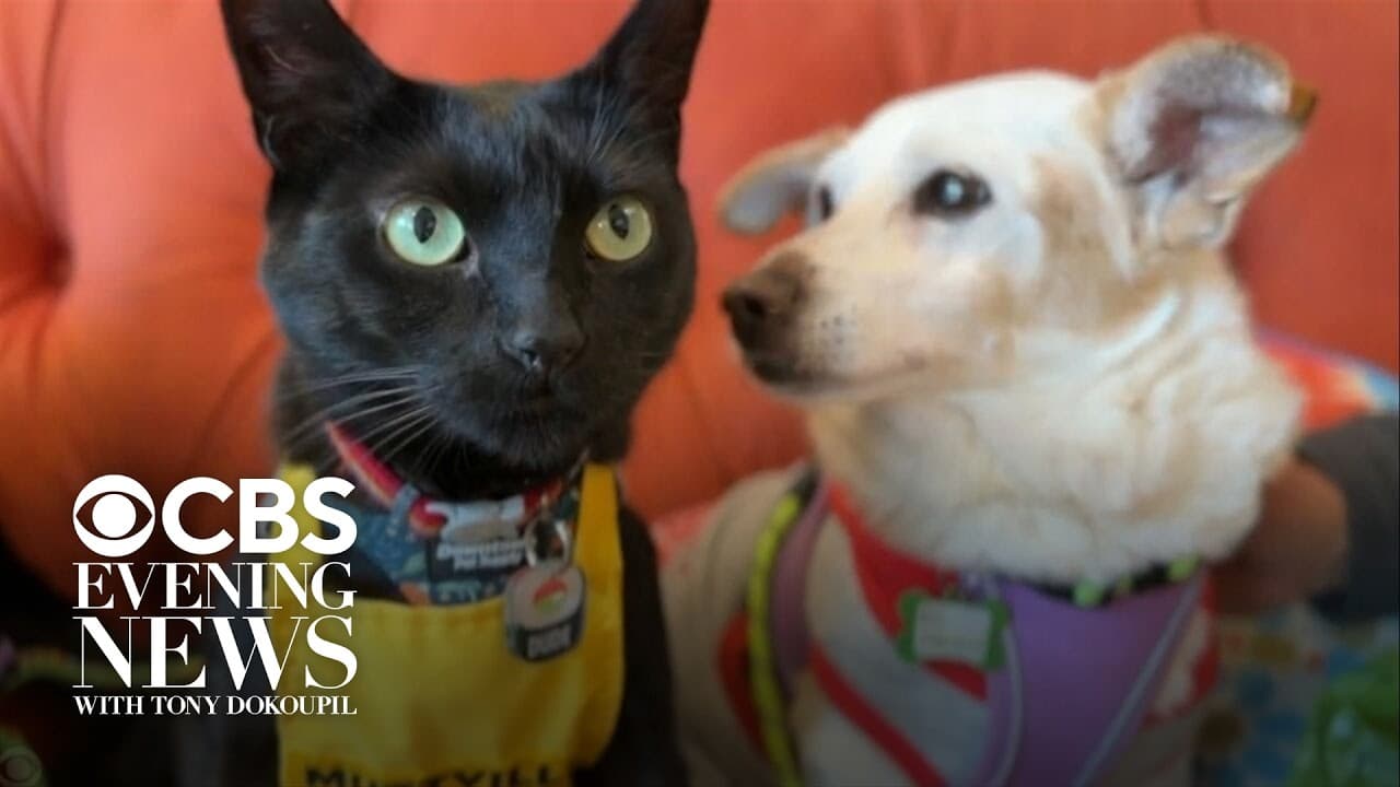 Dog rescue hires a cat to help boost adoptions