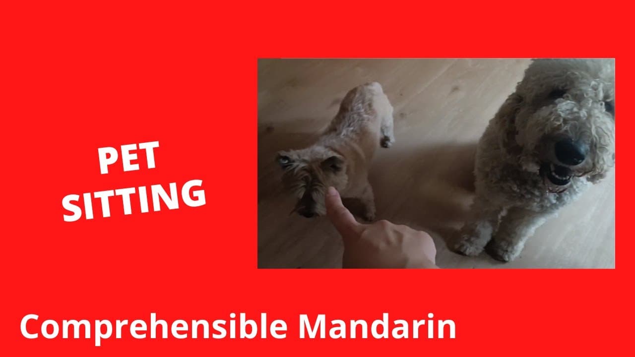 Pet Sitting - Chinese Comprehensible Input
