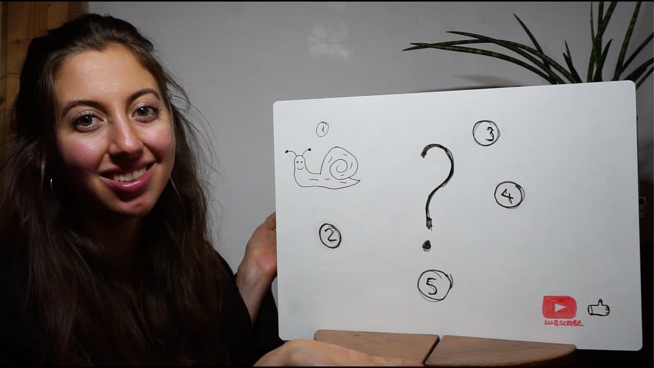 What's faster? (Animal Edition) - Beginner German / Comprehensible Input