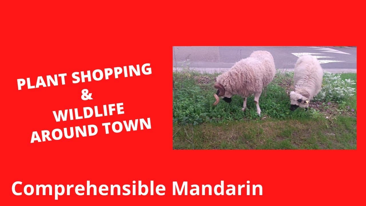 Plant Shopping & Wildlife Around Town - Chinese Comprehensible Input