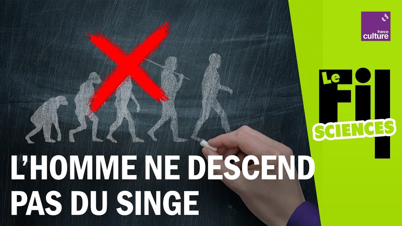 Non, l'être humain ne descend pas du singe !