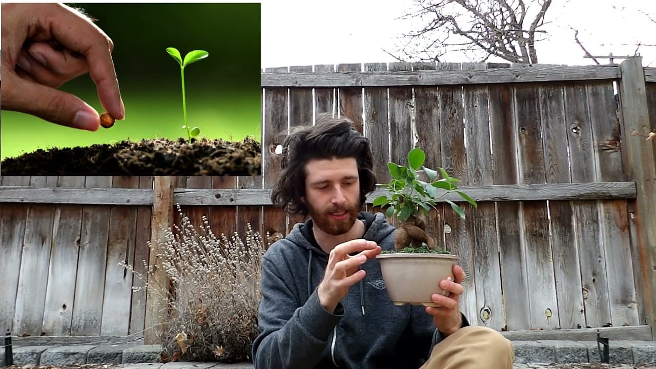 A2 English #7 - How do Trees Grow? (Comprehensible Input)