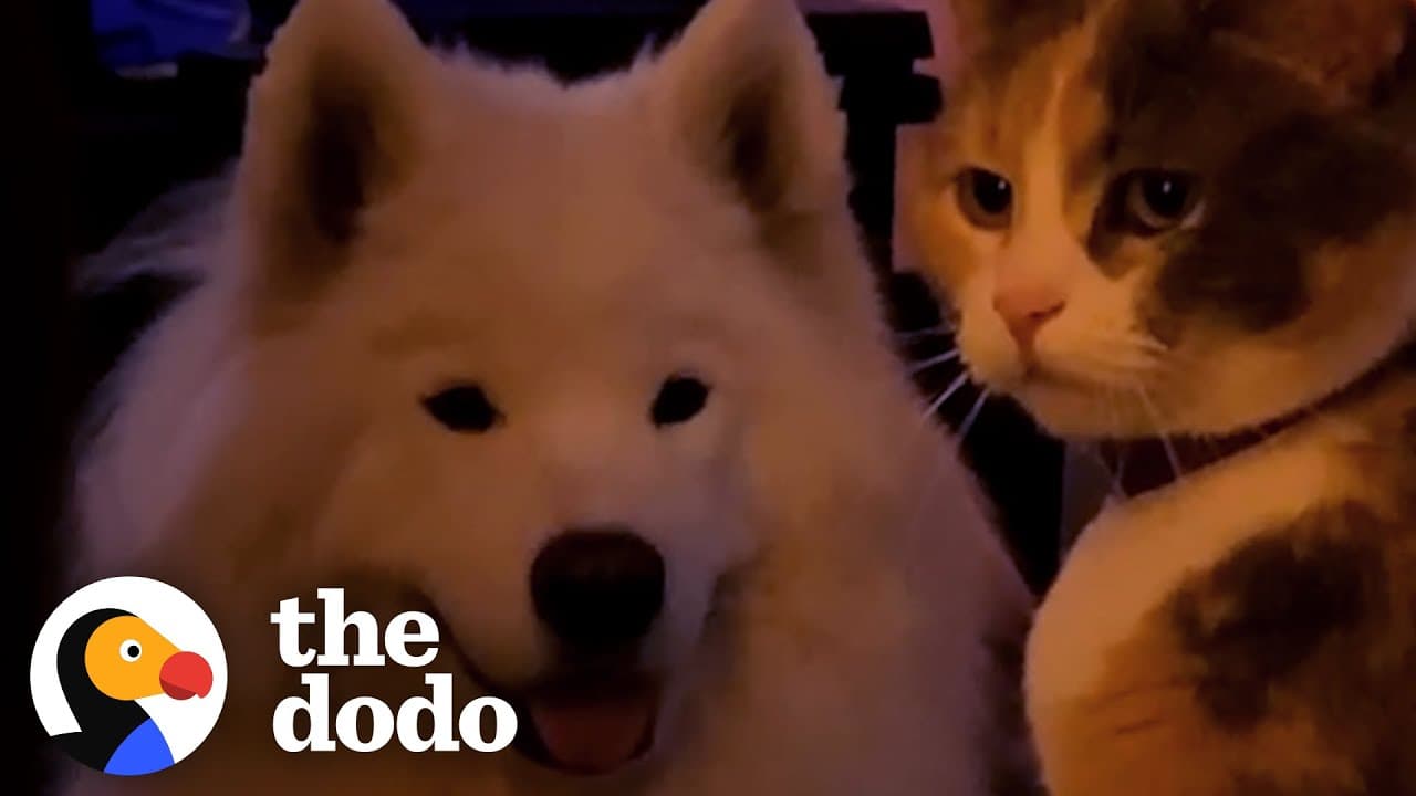 Huge Fluffy Dog With Longtime Cat Obsession Finally Gets His Own | The Dodo