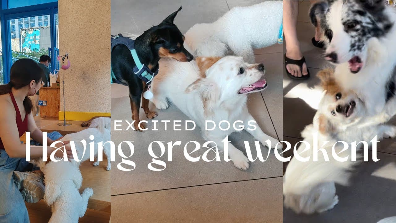 Excited dogs having great weekend | BEGINNER | Comprehensible Input Chinese