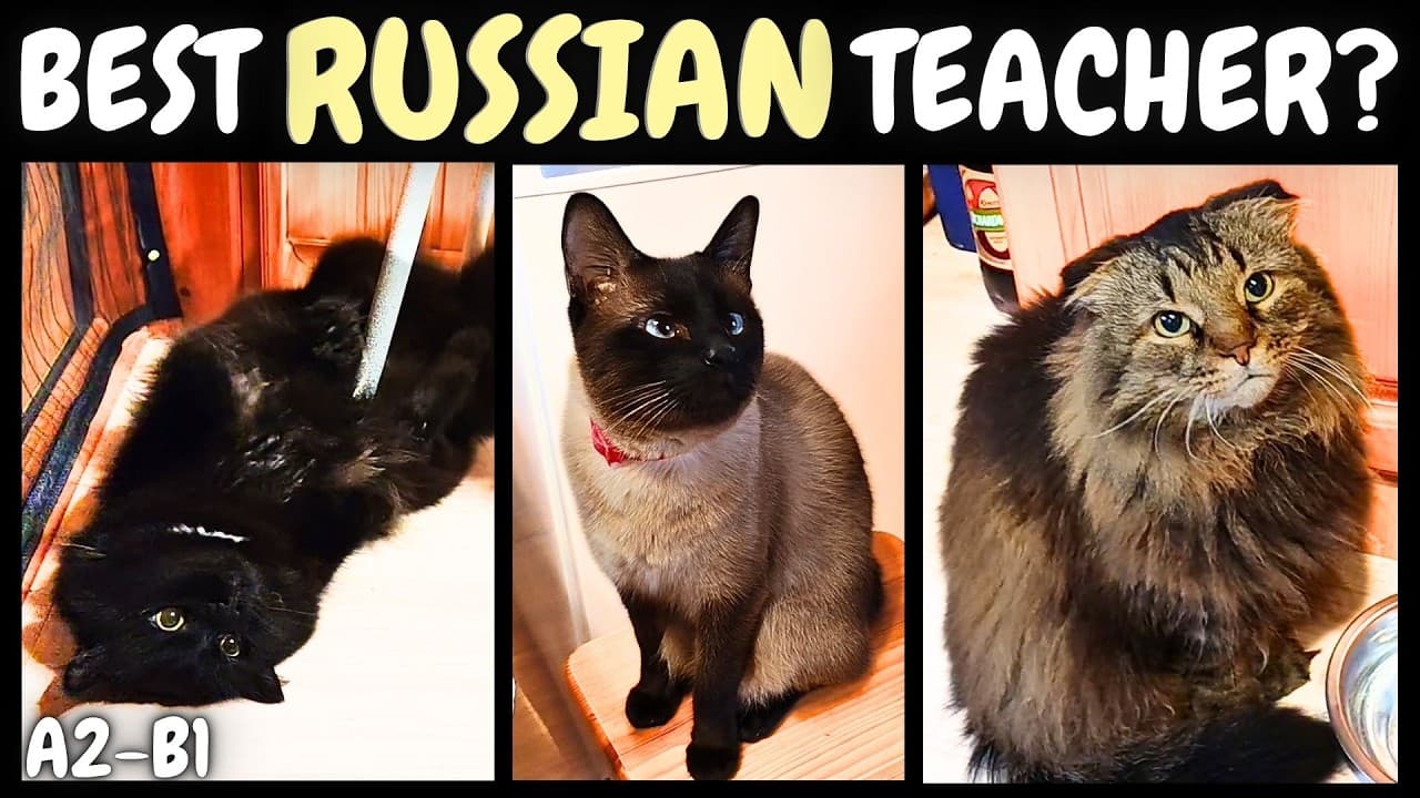 Learn Russian Naturally with Cats | Comprehensible Input (A2-B1)
