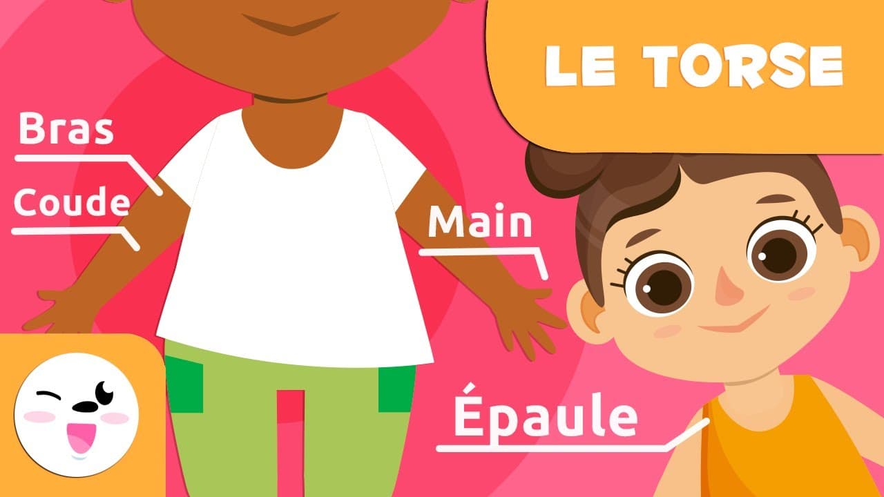Les parties du corps humain | Le torse | Vocabulaire pour les enfants