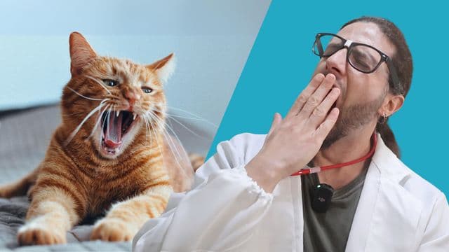 Why do we yawn?
