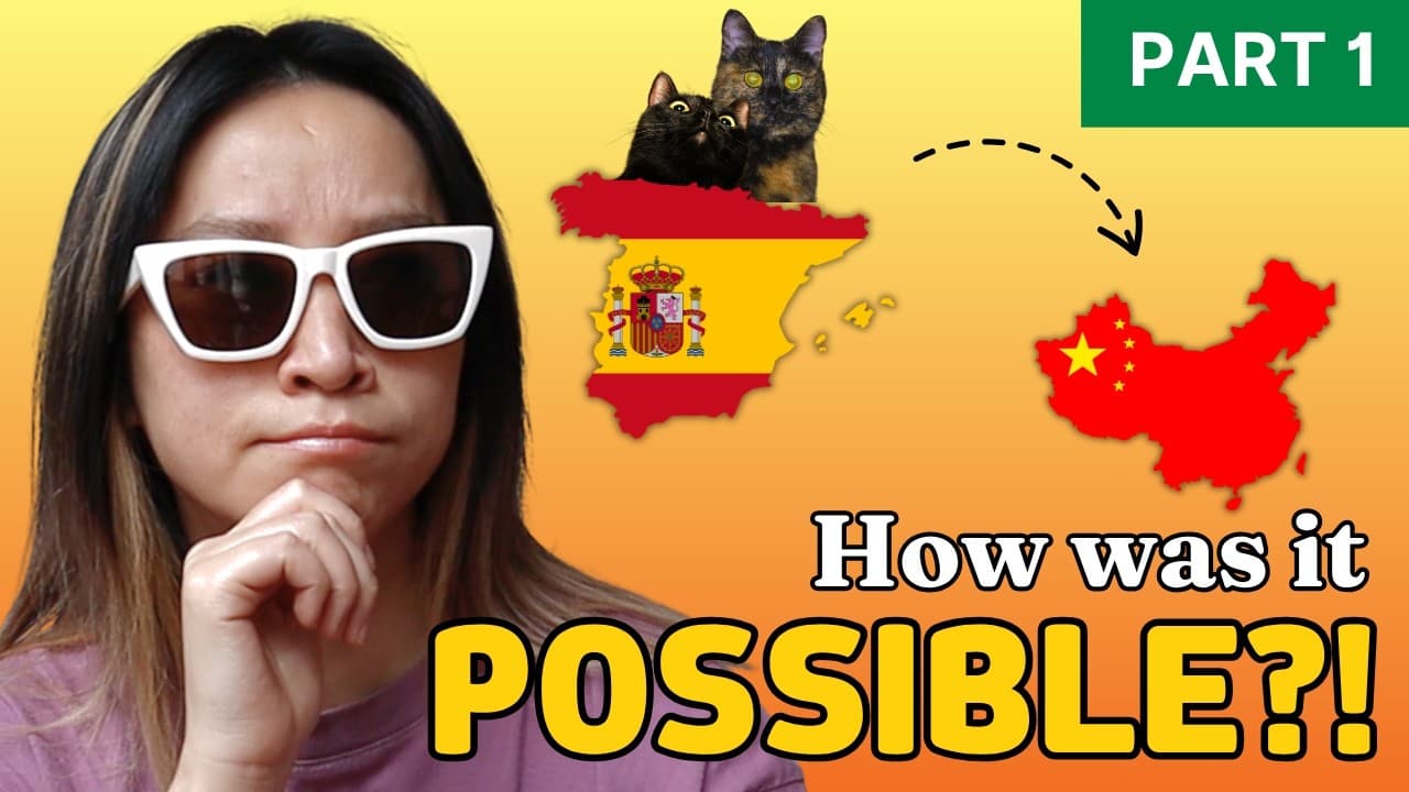 Bringing 2 Cats From Spain to China Drove Me CRAZY!