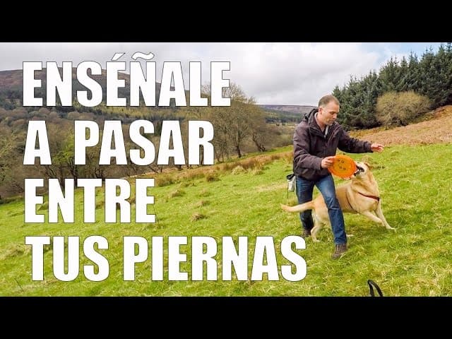 Cómo Enseñar a mi Perrro a PASAR ENTRE LAS PIERNAS