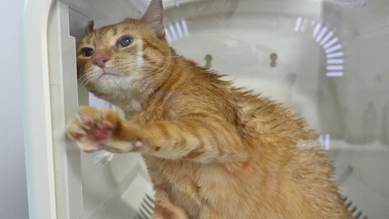 This Orange Is Female...And That's Extremely Rare