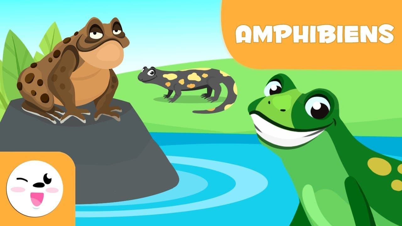 Les amphibiens pour enfants - Les animaux vertébrés - Sciences naturelles pour enfants