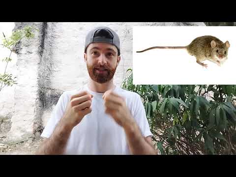 A2 Beginner English #29- What's Worse? (Comprehensible Input)