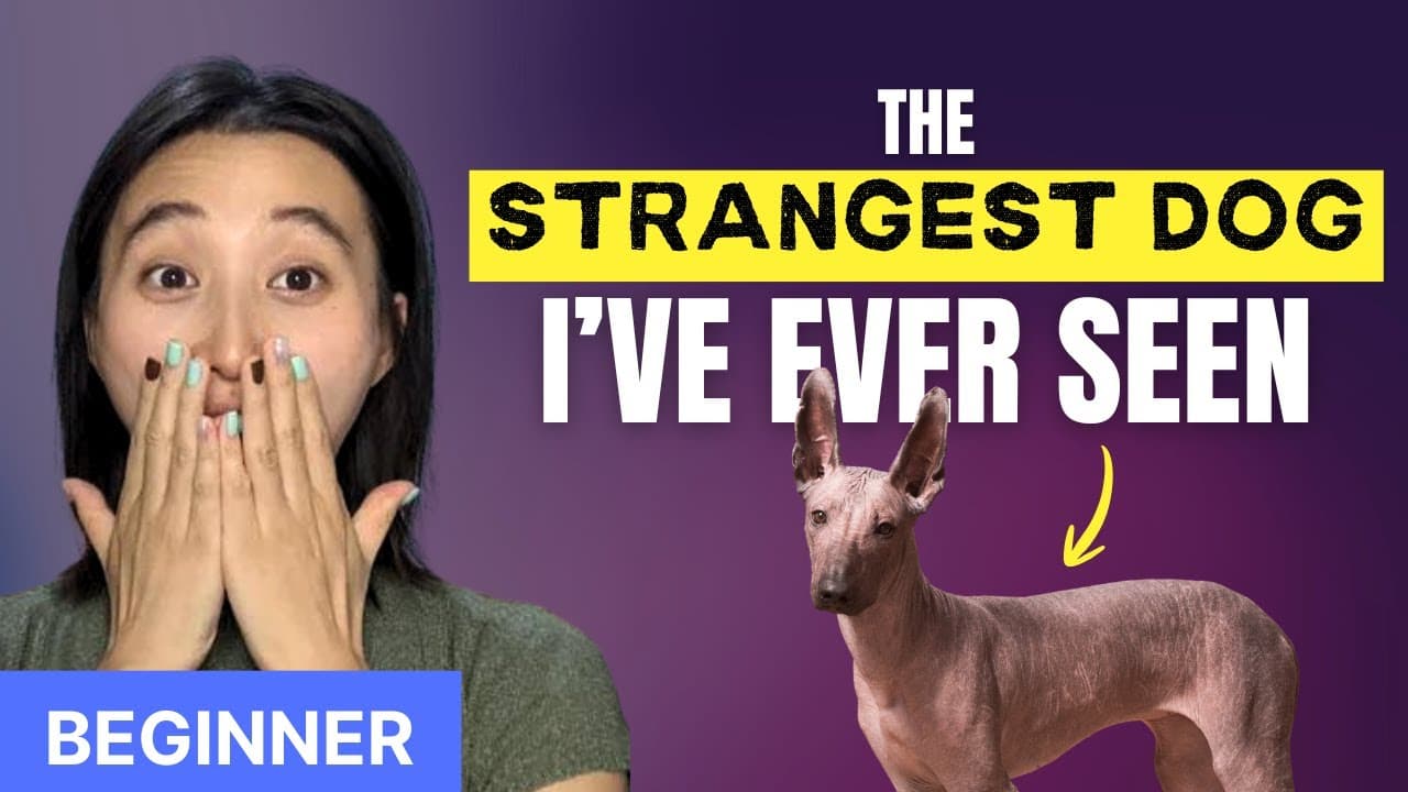 Meet My Dog - He is a special one! - Chinese Comprehensible Input - Beginner