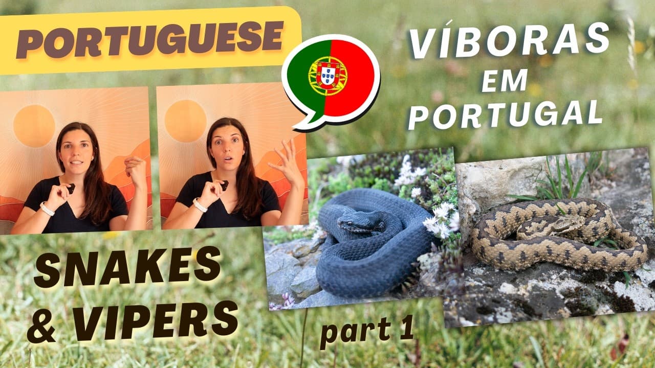 Snakes in Portugal Part 1 - Meet our Vipers | European Portuguese with comprehensible input