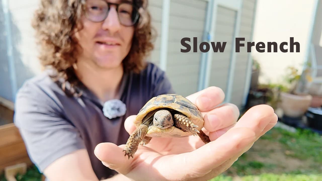 My friend's tortoise — Complete beginner French (Comprehensible Input)
