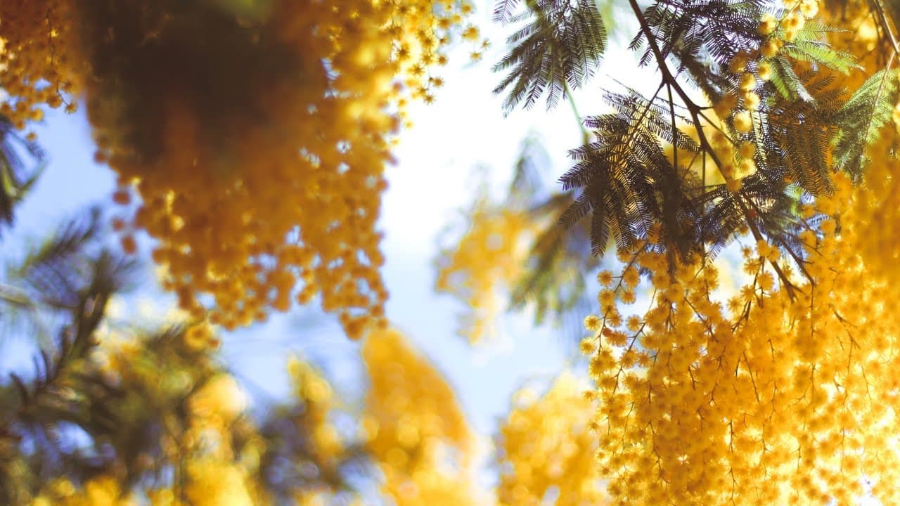 E02 Les odeurs, un retour vers les souvenirs et l'Histoire | Intermediate French Podcast